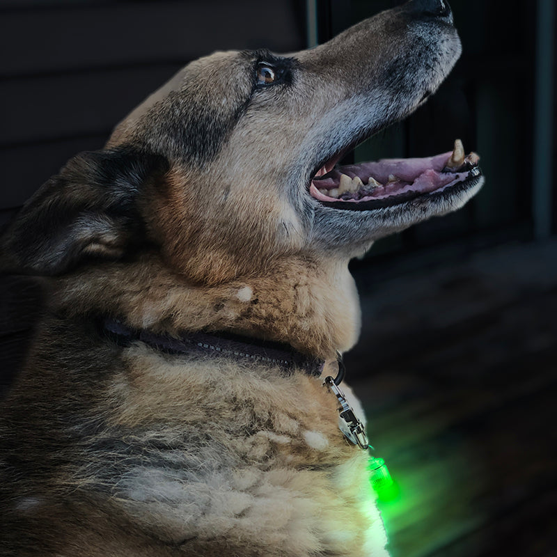 wholesale, wholesale pet, wholesale pet products, pet blinkers, pet safety lights, pet safety, displays, displays for stores, displays for gas stations, impulse buys, pet light, leash light
