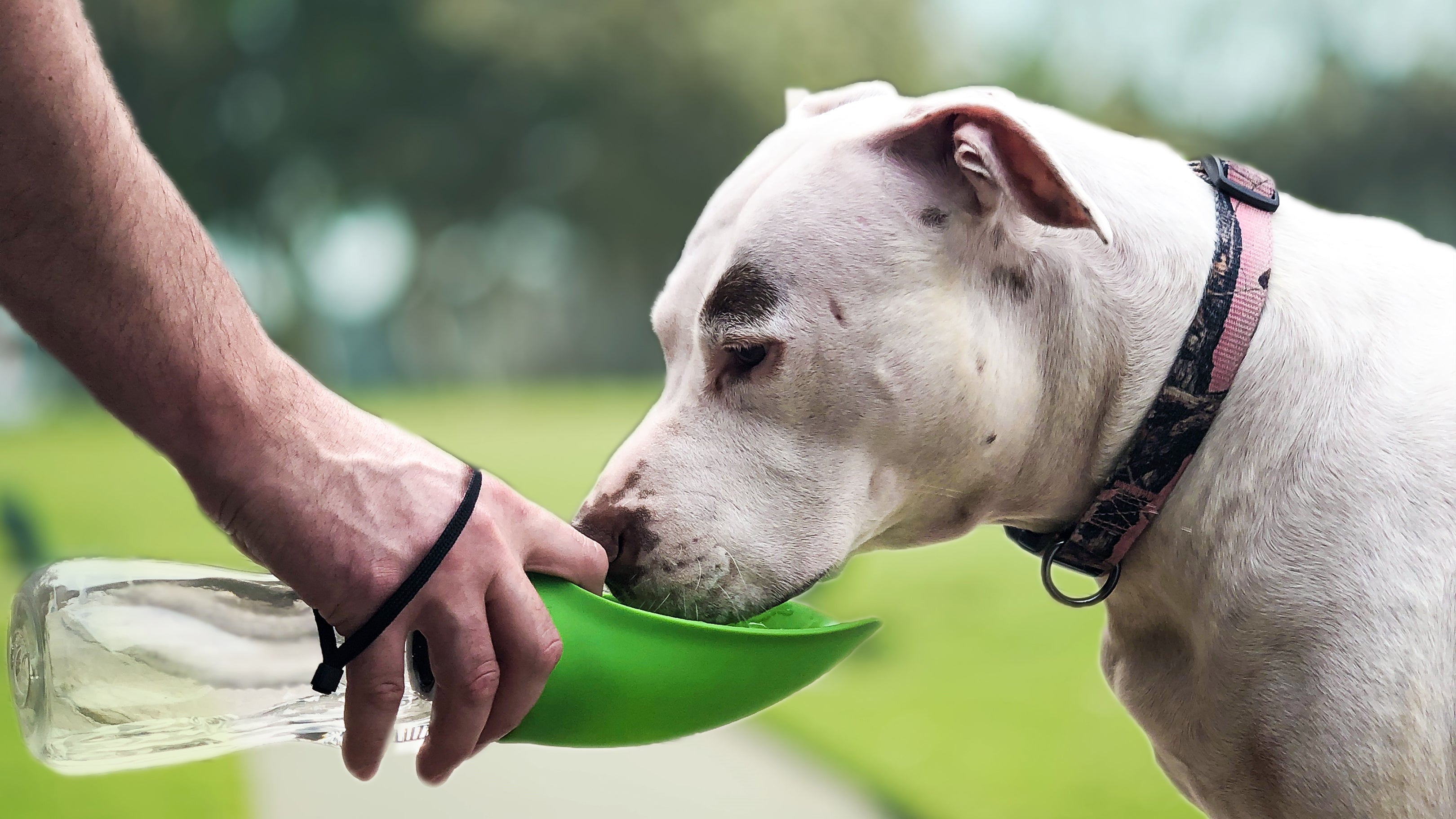 wholesale, wholesale pet, wholesale pet supplies, pet water bottle, pet water bowl, travel water bowl for dogs, dog supplies