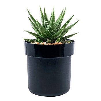 Flipo Secret Safe | Flower Pot With Key Lock
